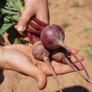 Merlin Beet Thumbnail
